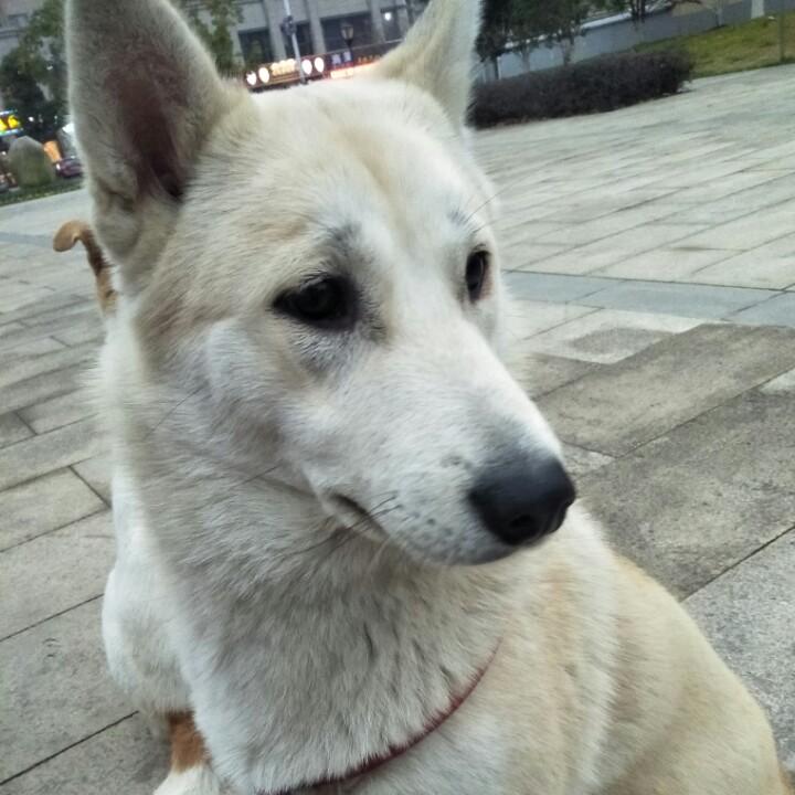 瓜皮