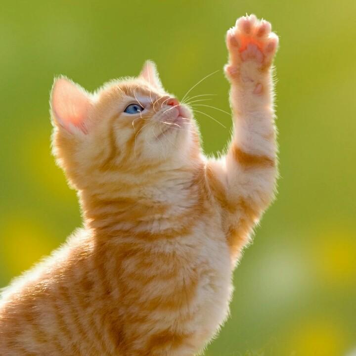 会飞的猪