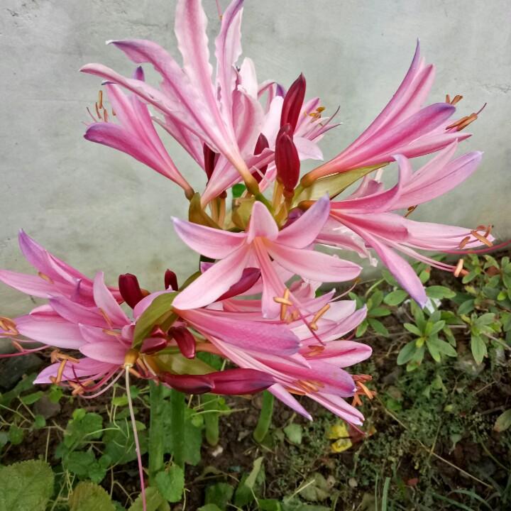 微笑🌹前行