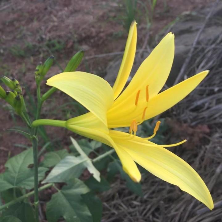 黄花菜网