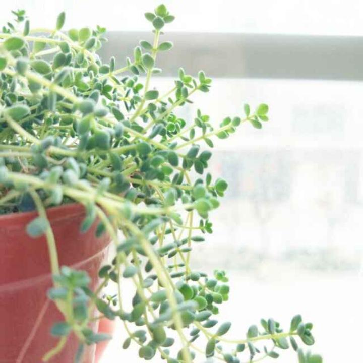 念念