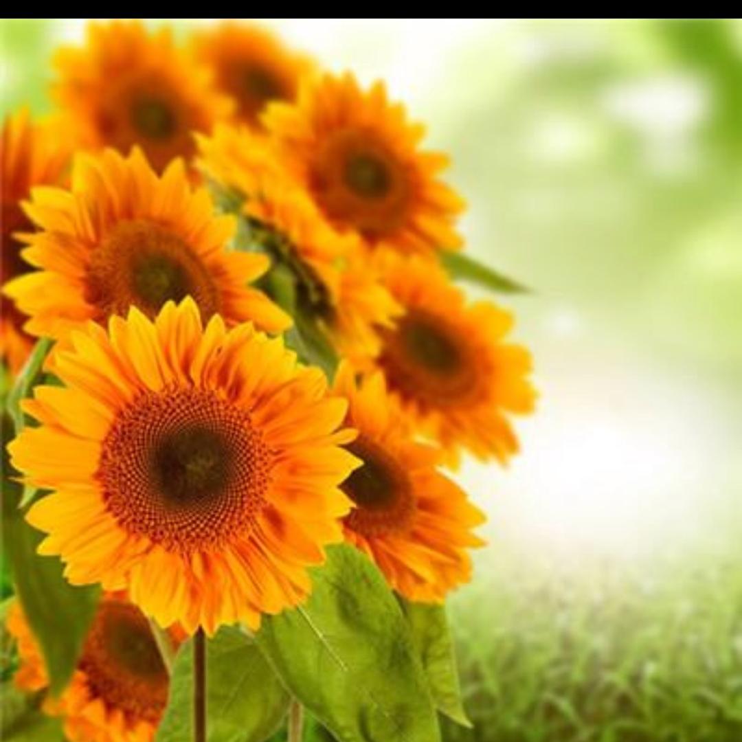 最好的安排(⁎⚈᷀᷁ᴗ⚈᷀᷁⁎)