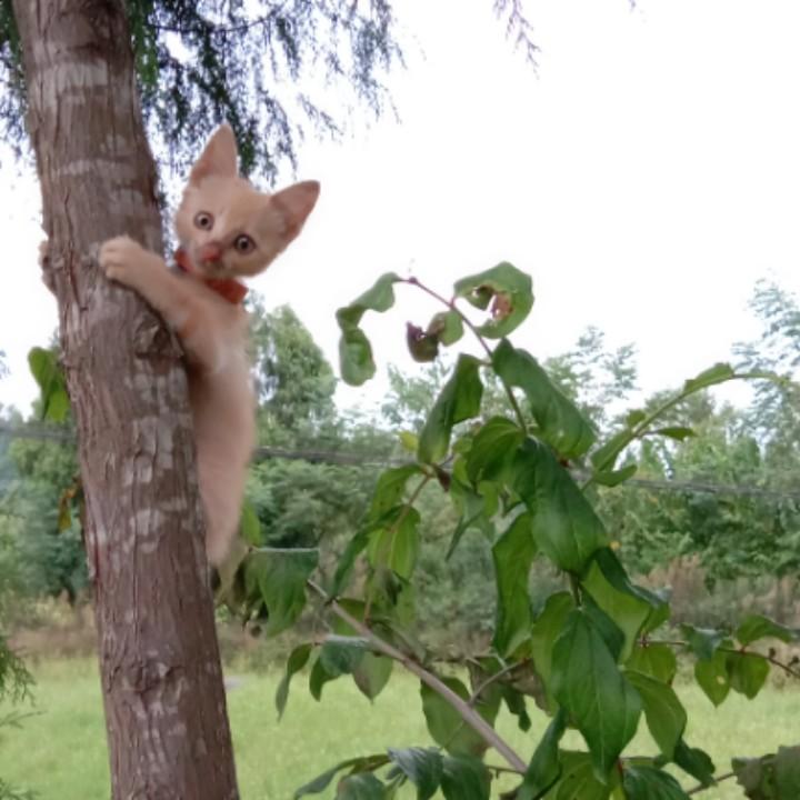 黄化琼
