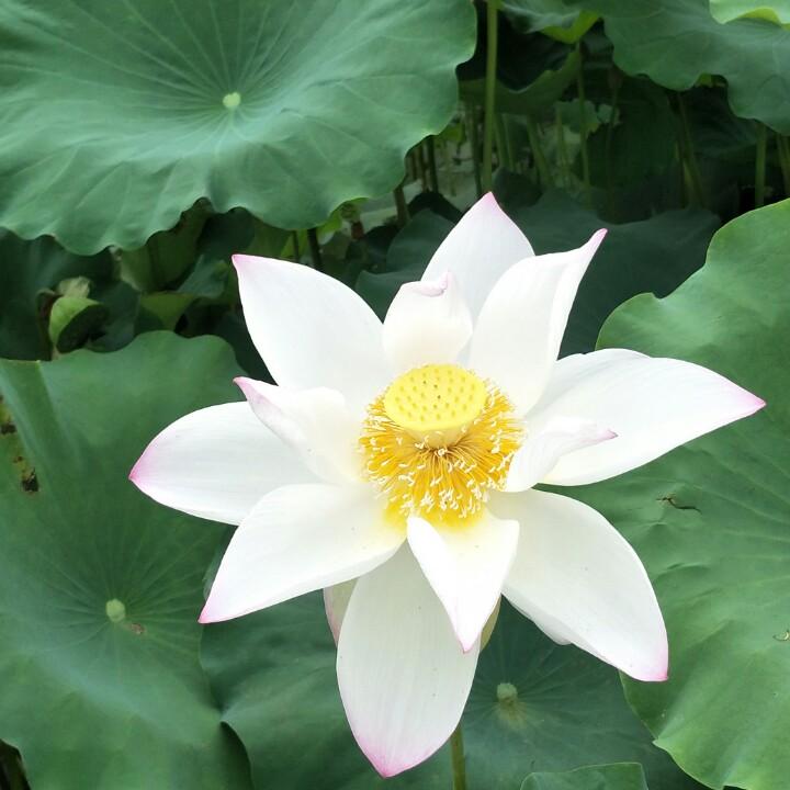 小龙女梦女孩