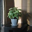 ☀️一蓑烟雨任平生