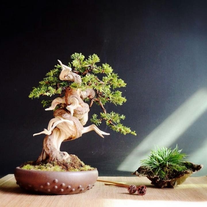 禅雪