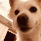 吾家有鸭初长成