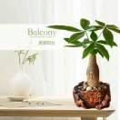 倾她于城！！！