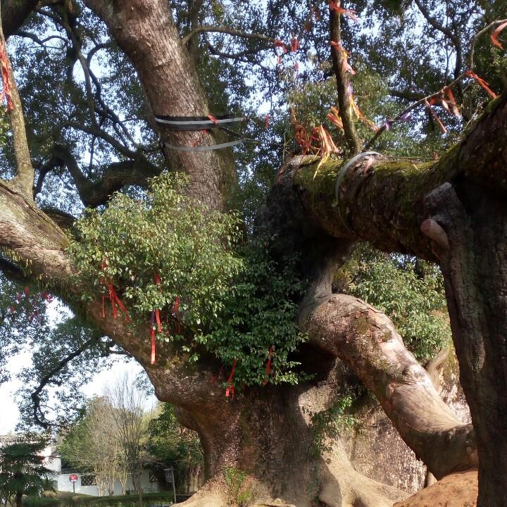 很幸运꧔ꦿ᭄遇见你꧔