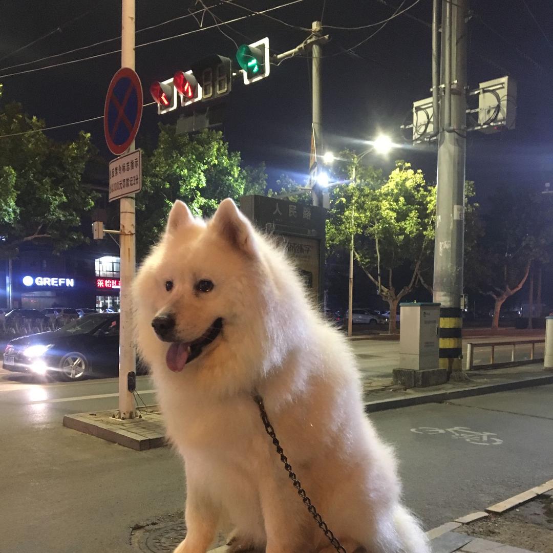 奇奇的奇葩狗生