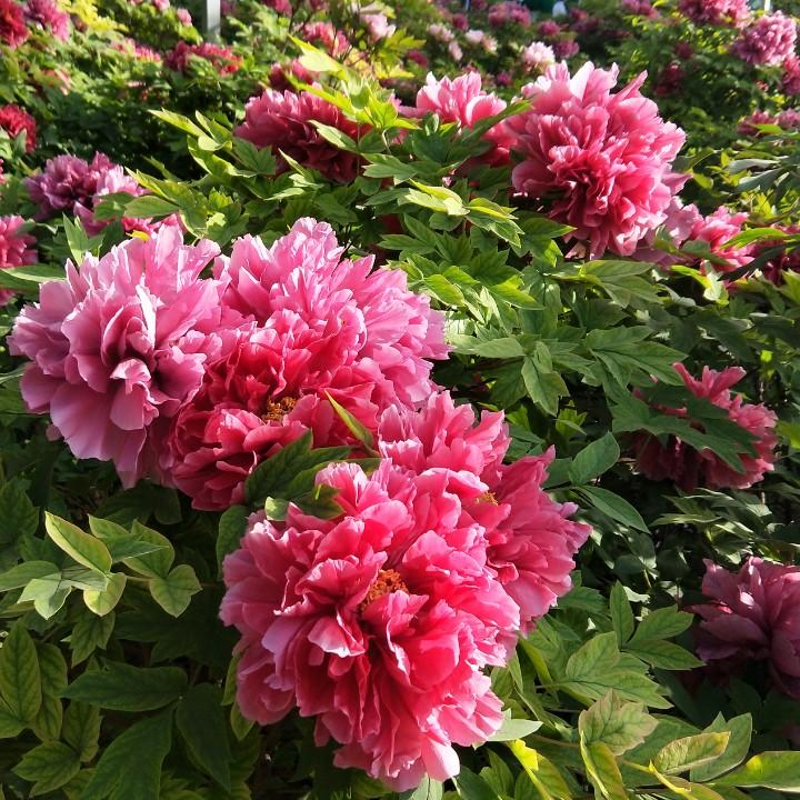 来到这就开花小闯