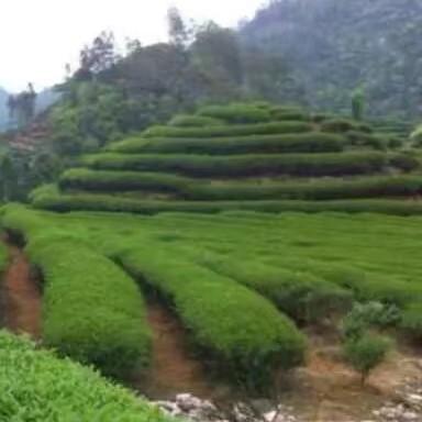 广西成炜工程机械租赁