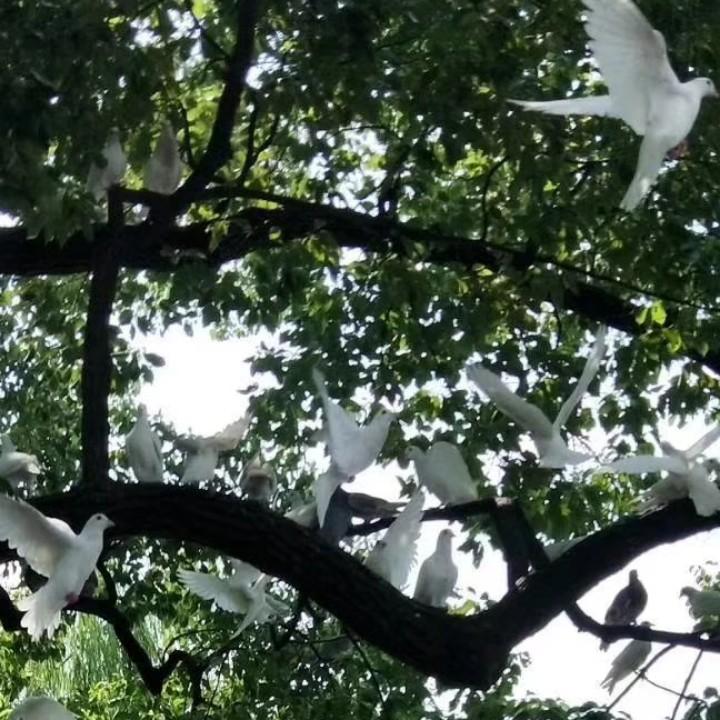 随风飞扬