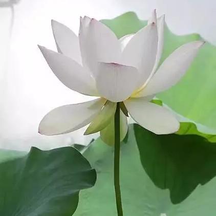 雨子薰