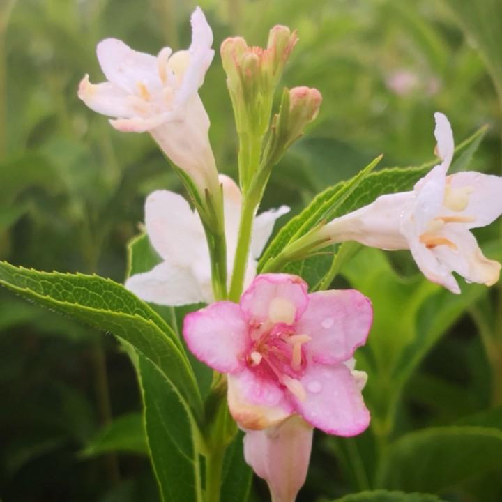 等下雨的蜗牛