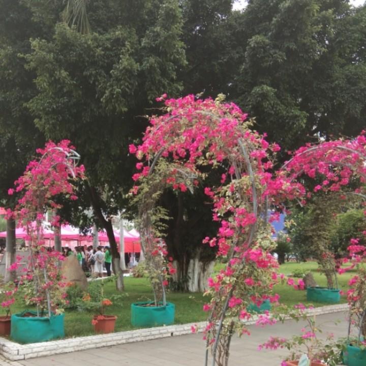刘小妹
