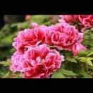 霞姐（天龙团009）