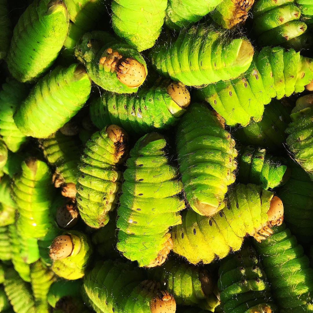碗沿