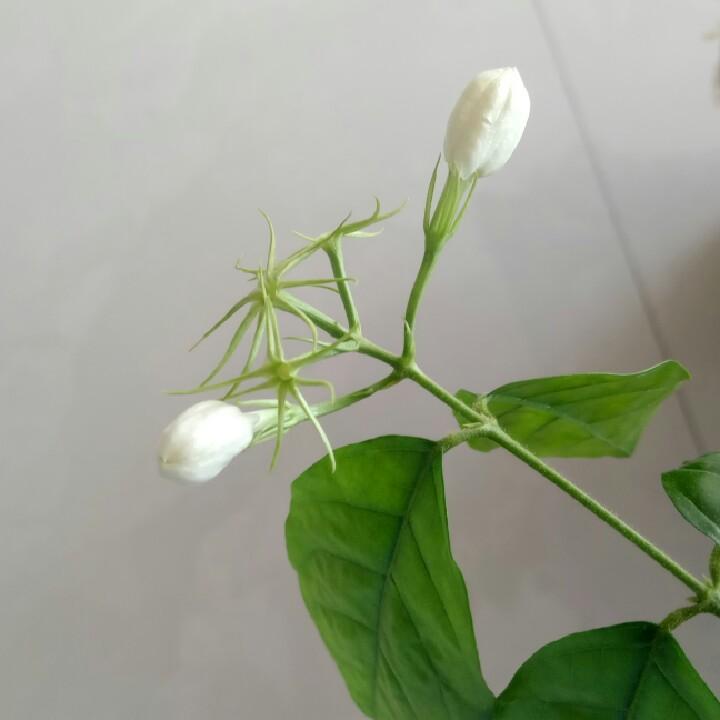 汤圆儿