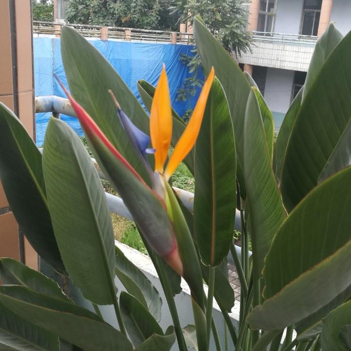 蓝天