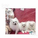 VKจุ๊บ