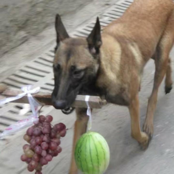 杭州乐宠训犬宠物寄养学校