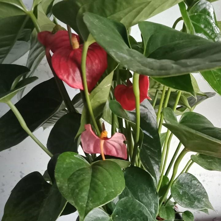 三姐