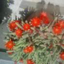 春花秋月