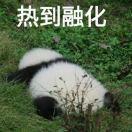 老袁模玩实体店
