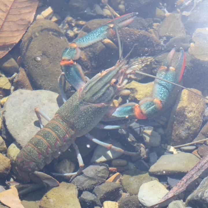 龙虾哥（澳洲淡水蓝龙虾）