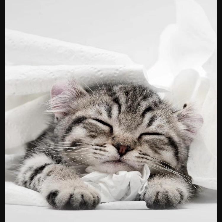 小喵🐱
