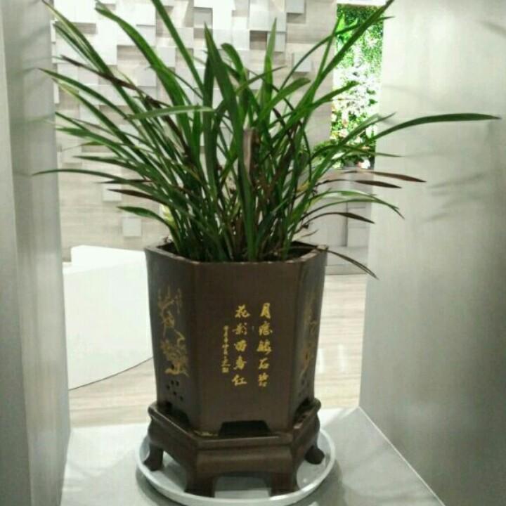 🎤🌲🌿🍁傲雪🍁🌴🌱