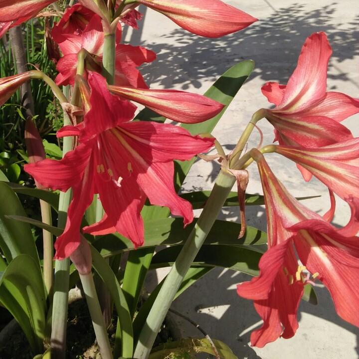 木棉花的春天