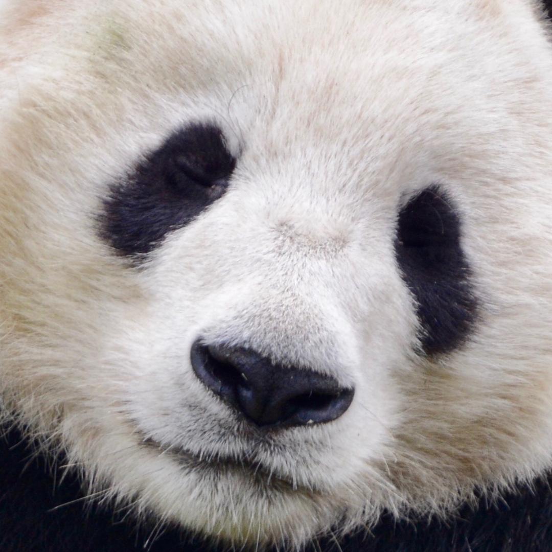 My Panda Tours 萌萌熊旅