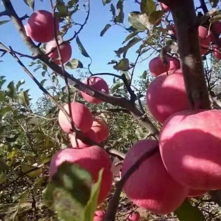 我不是小哥