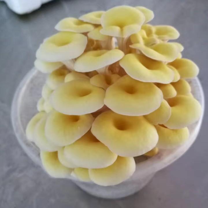 蘑菌