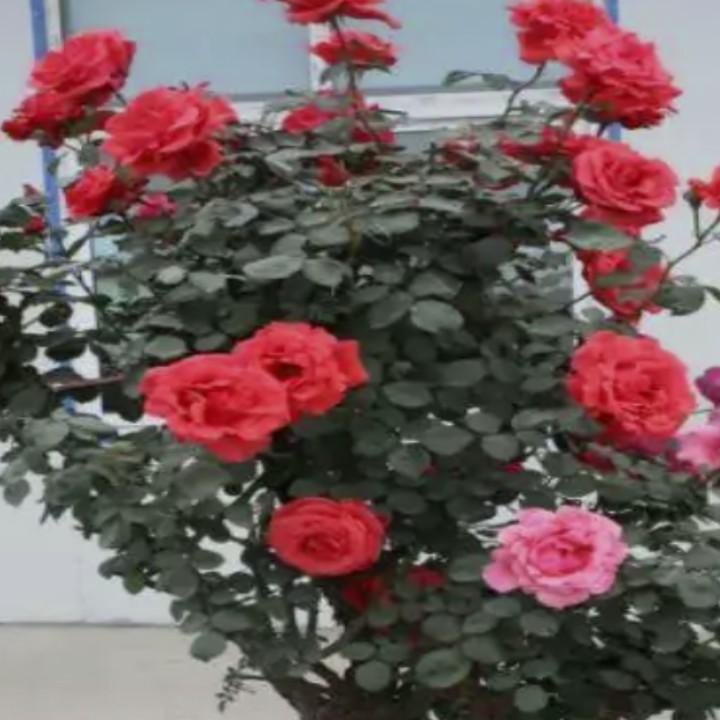 中国🇨🇳🇨🇳泸西县春钢苗圃