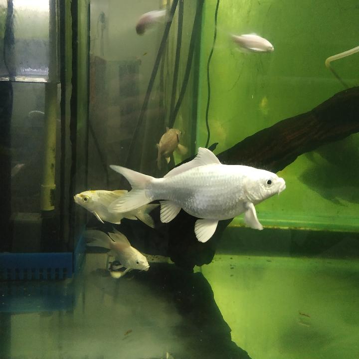 勇