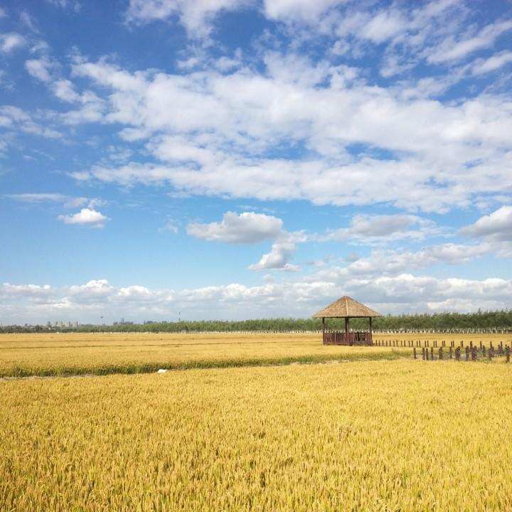 葙彳訁