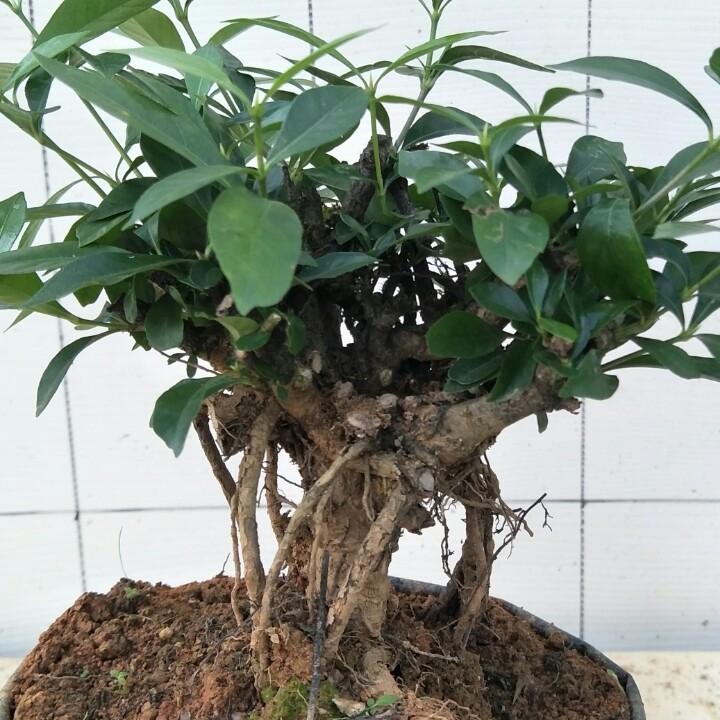 宜丰县杰峰盆景园艺