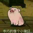小猪别乱跑