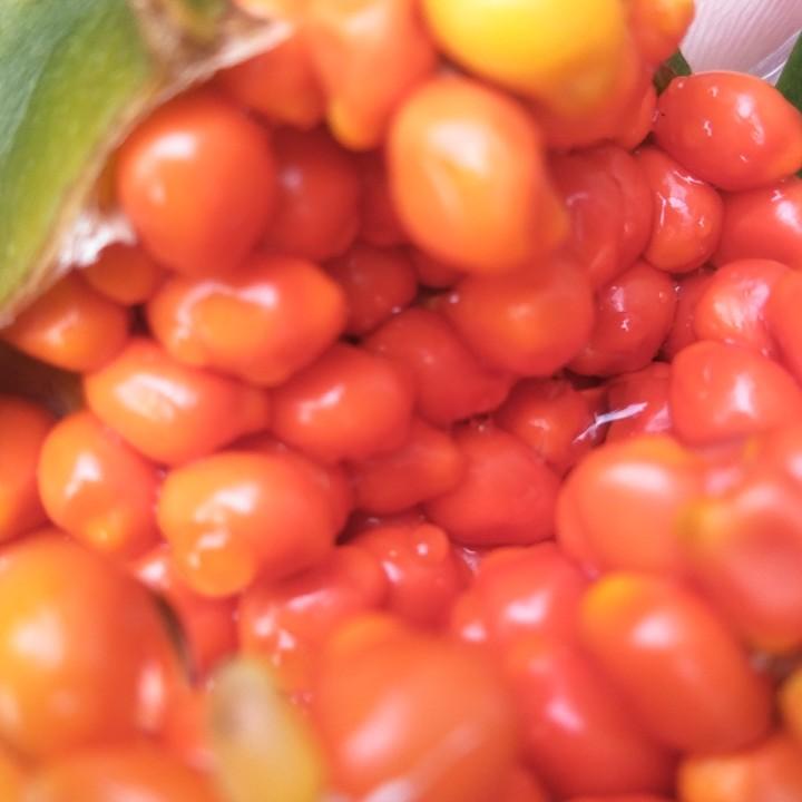 顺