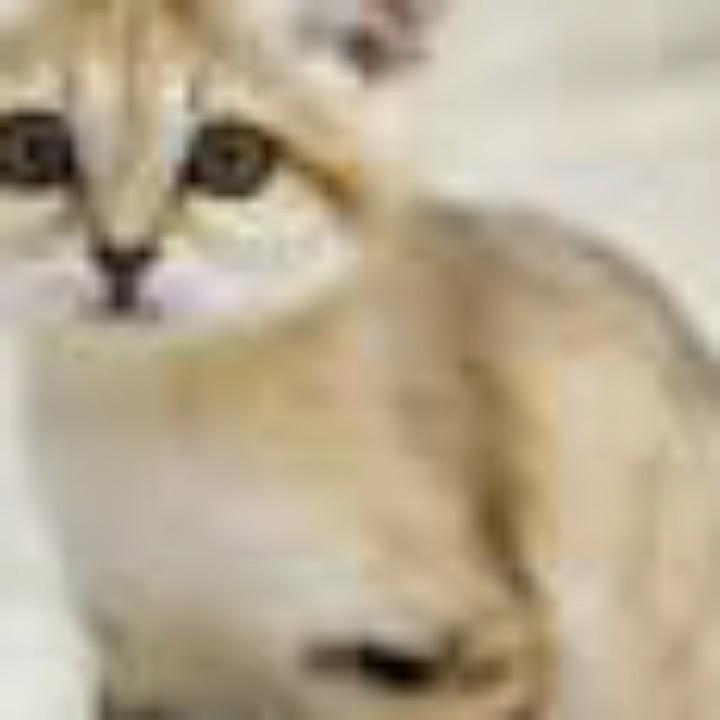 安逸摸