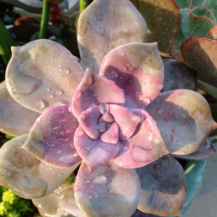 🌸🌸花痴女人🌸🌸