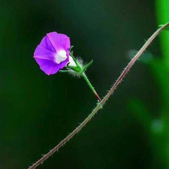牵花瓣