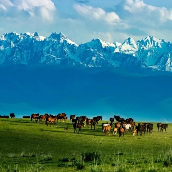 新疆  旅行  大崔