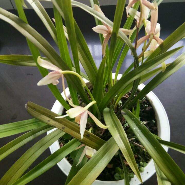 友谊。