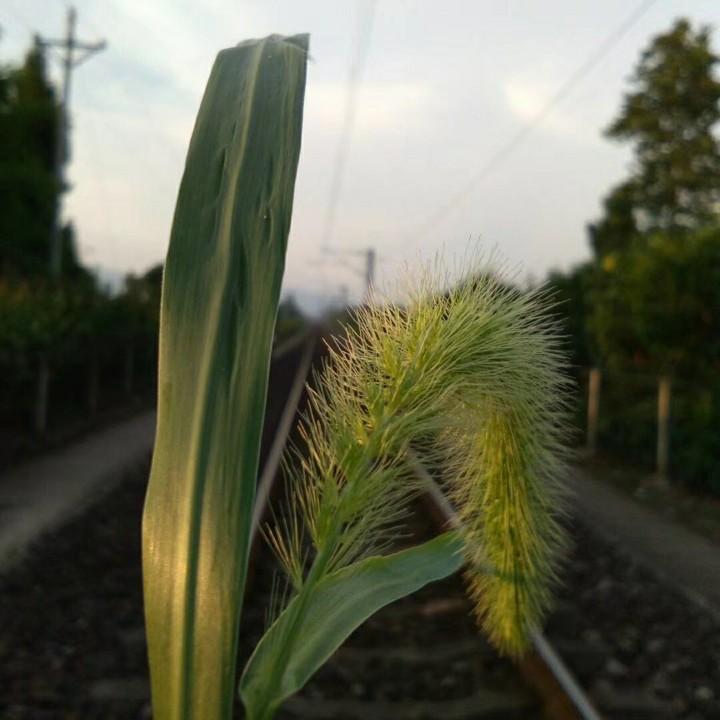 BBK～光纤小号