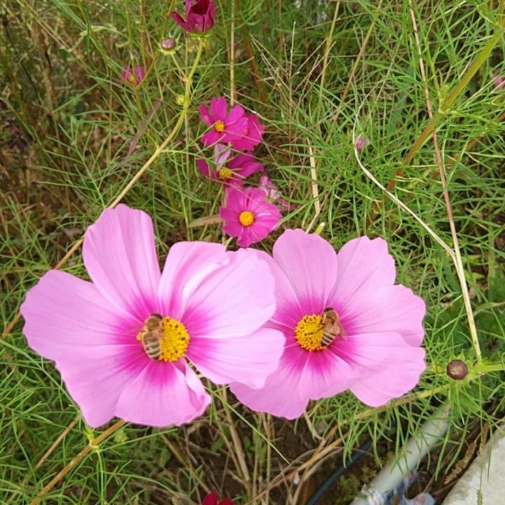 小萌2017
