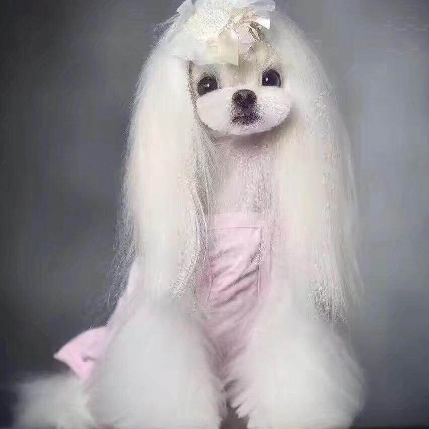 我的狗仔队🐶